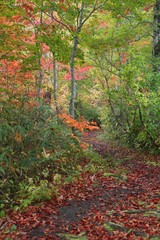 Naklejka premium 秋の奥志賀高原