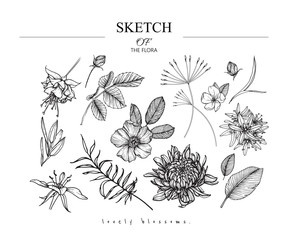 Collection set of flower and leaves drawing illustration. Black and white with line art on white backgrounds. Hand Drawn Botanical. Nature Vector.