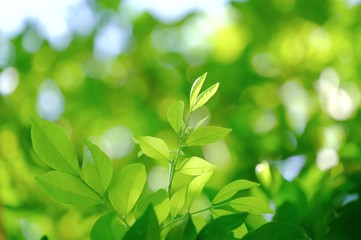 In selective focus of tropical plant leaves with warm light and green nature background 