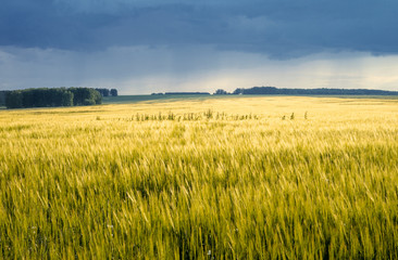 field of wheat