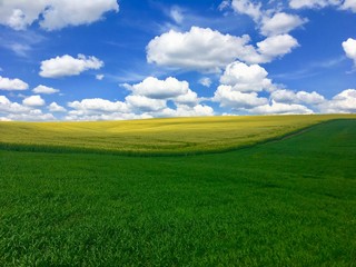 Obraz premium green field and blue sky