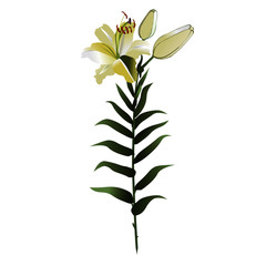 White Lily Flower with Plant - Cartoon Vector Image