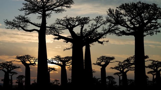 Baobab Trees Forest, Time Lapse at Sunrise with Coloful Clouds, The Famous Avenue of the Baobabs in Madagascar, Africa