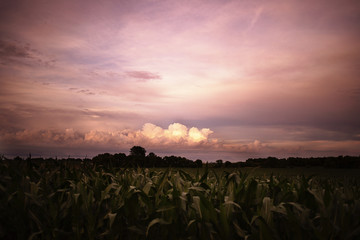 Storm over Midwest Corn