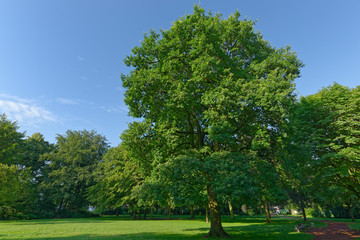 Stieleiche im Park