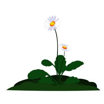 Daisy Plant with flowers - Cartoon Vector Image