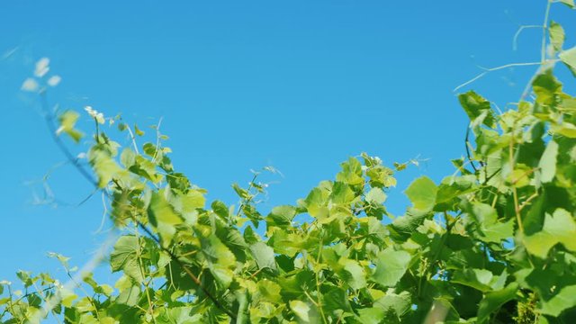 Grapevine sways in the wind against a blue sky