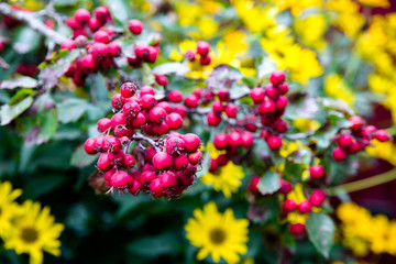 red hawthorn berries 