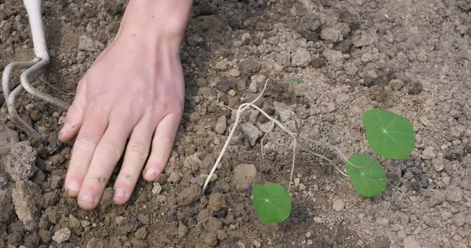 Planting nasturtium in soil in spring
