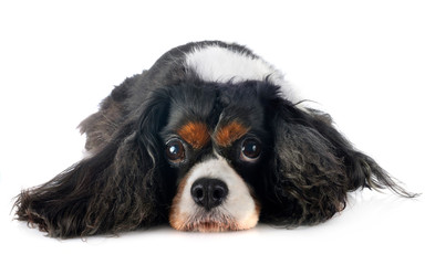 cavalier king charles