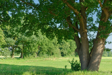 Stieleichen an einer Wiese