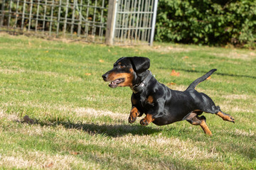 dachshund running and jumping on the lawn