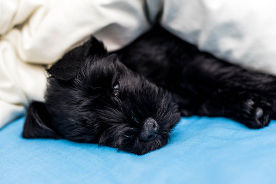 A black miniature schnauzer sleeping tight like a baby blue pillow . - Powered by Adobe