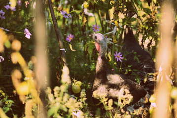 Turkeys walking in the vegetable garden among tomatoes and other greens. Retro style toned