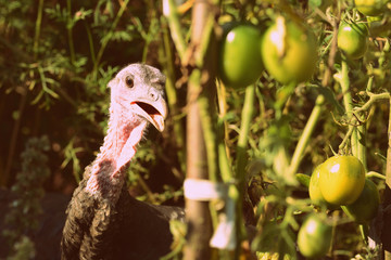 Turkeys walking in the vegetable garden among tomatoes and other greens. Retro style toned