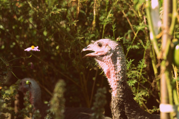 Turkeys walking in the vegetable garden among tomatoes and other greens. Retro style toned