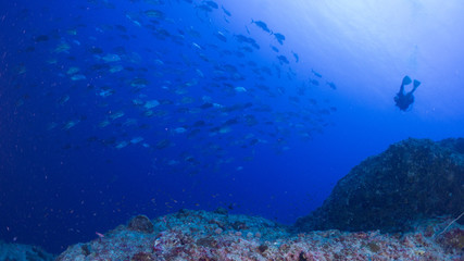 Fototapeta premium パラオ_ペリリュー_スキューバダイビング