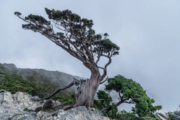 tree on top of mountain