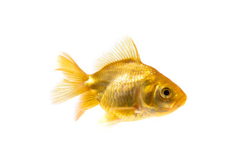 Gold fish or goldfish isolated on white background.