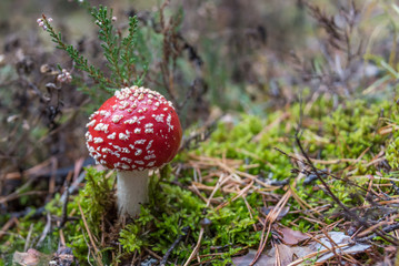 Toadstool Mushroom in a Northern European Forest