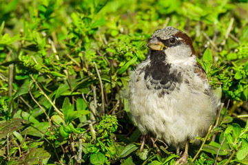Sparrow on the bush. House sparrow perched on a bush branch. Passer domesticus.