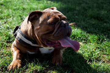Fototapeta premium english bulldog