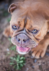 english bulldog