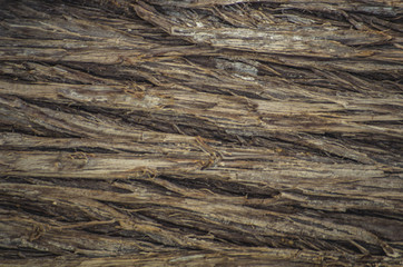 Textura de corteza de arbol