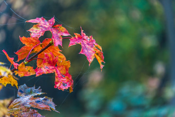 Red Leaves in Autumn in Northern Europe