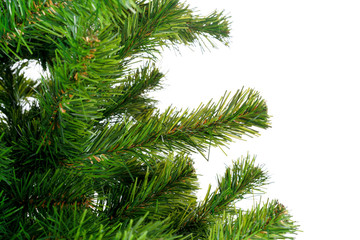 Obraz premium Fir tree branches close up against white background, copy space