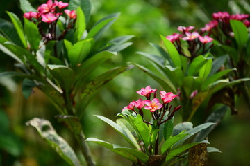 Beautiful flowers in the garden Blooming in the summer.Landscaped Formal Garden.	