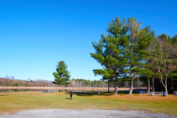 trees in the Park