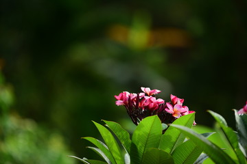 Beautiful flowers in the garden Blooming in the summer.Landscaped Formal Garden.	