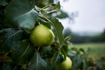 Birne mit Wassertropfen im Herbst