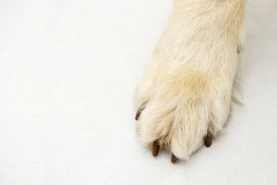 dog paw from dog golden retriever lying on white tile