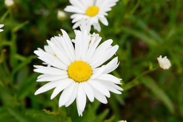 Obraz premium White flower Marguerites flowering in the nature