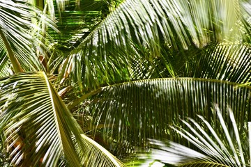 Fototapeta na wymiar palm tree with leaves