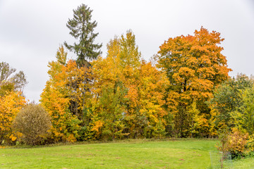 Naklejka premium Fall Foliage at a Farm in Northern Europe