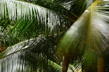 Fototapeta premium palm tree in jungle