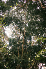 Fototapeta premium Grüne tropische vegitation auf Bali