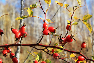 branch of tree with red berries