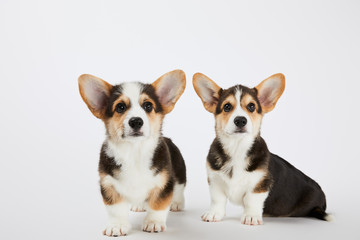 cute welsh corgi puppies looking at camera on white background