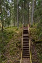 Wooden Stairway in a Dark Green Forest in Northern Europe