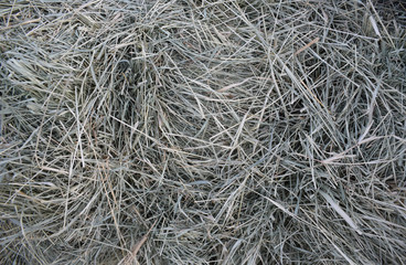 texture of bermuda hay at the end of a bale © leemarusa