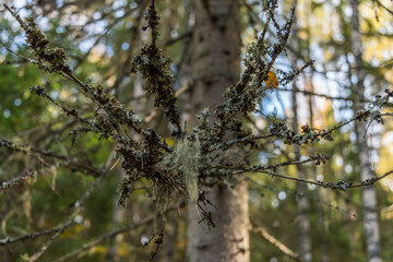 Spooky Moss Hanging from Branches in a Birch Tree in a Forest