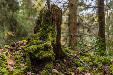 Ancient Wet Tree Stump Covered with Green Moss in a Northern European Forest