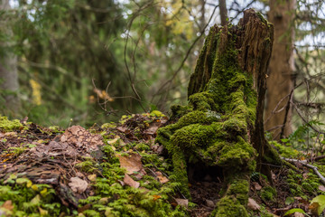 Ancient Wet Tree Stump Covered with Green Moss in a Northern European Forest