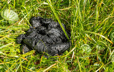 Droppings on the grass. Marking by the excrement of the feeding territory by the Brown Bear.