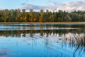 Forest in Autumn on a Lake in Northern Europe