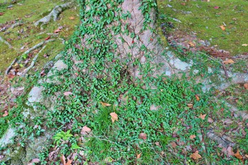 木の根　森　風景　秋　杤木